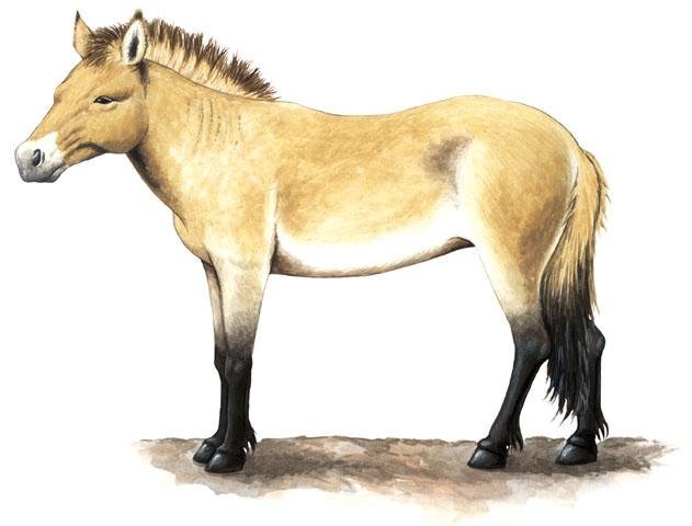 EQUUS CABALLUS