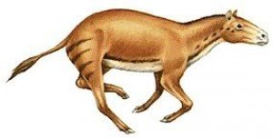 HYRACOTHERIUM