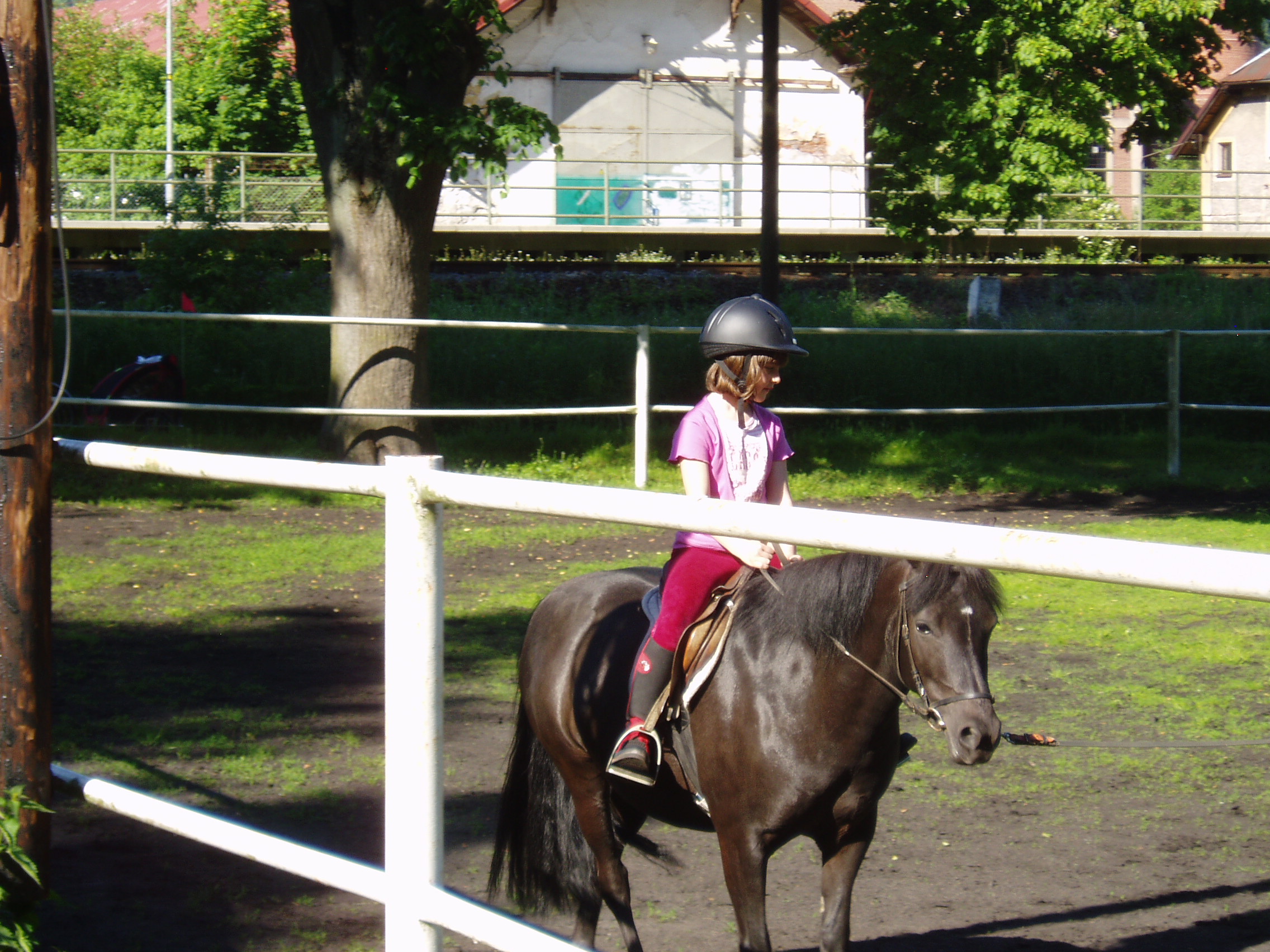 Caballos 5,6,2010 021