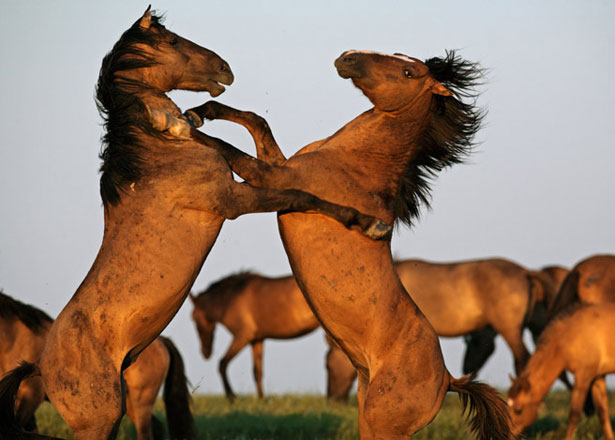 mustang-divoký kůn