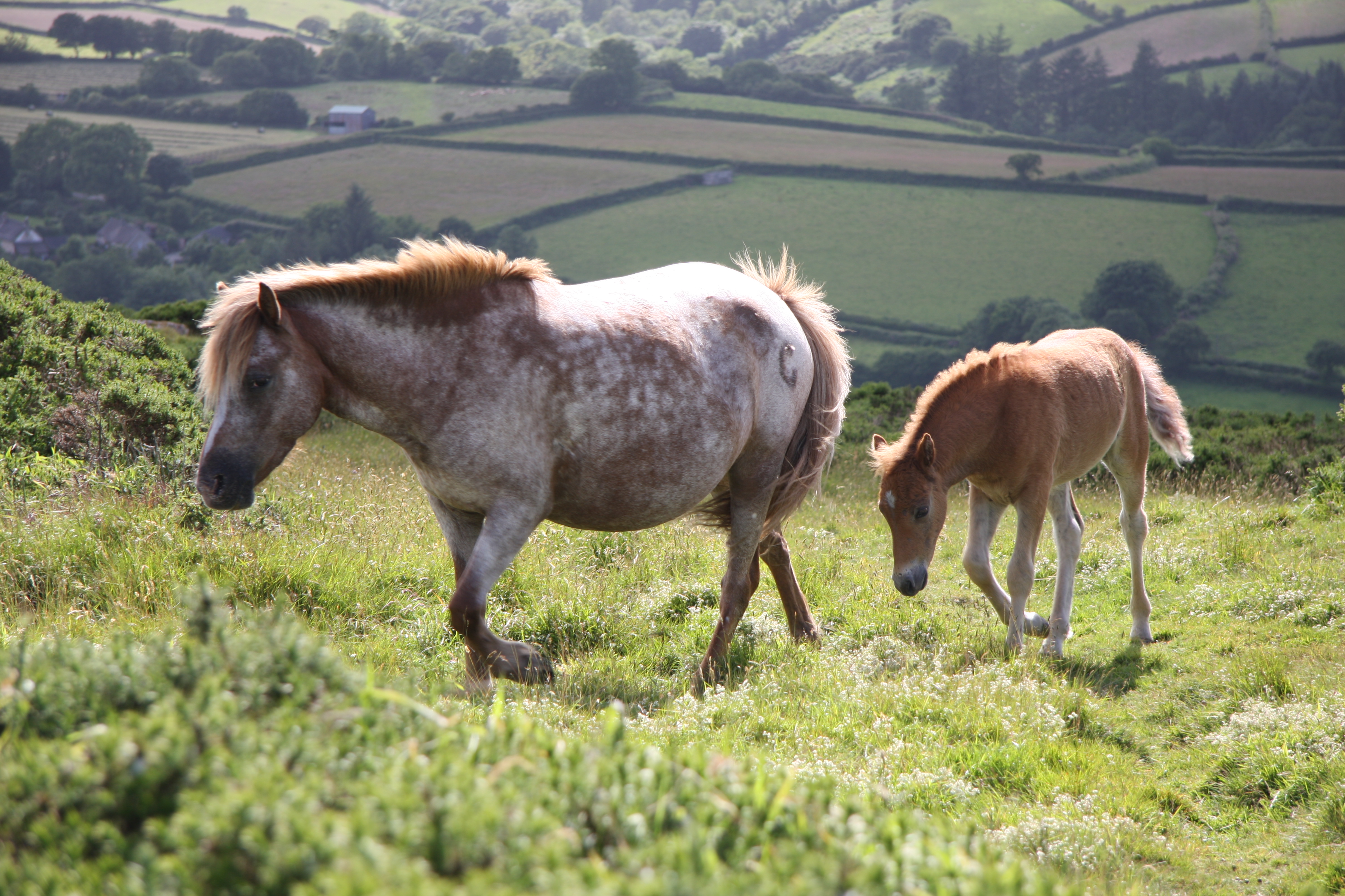 wild horses- divoky kone