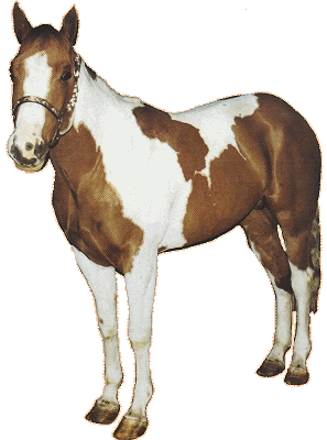 american_paint horse