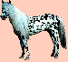altajský kůn
